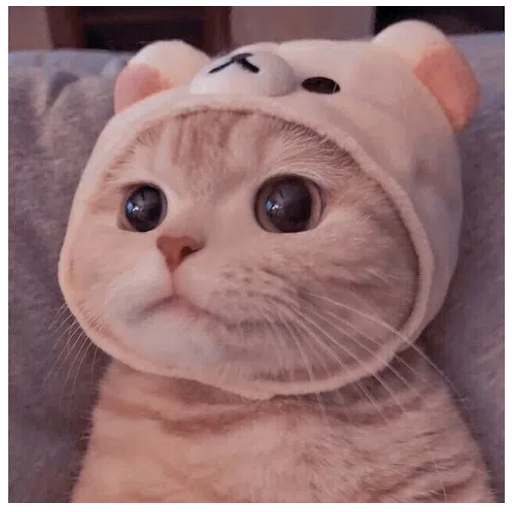 猫猫云VPN